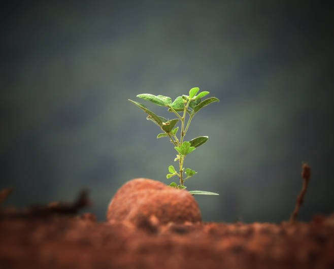 Green plant sprouting from the ground